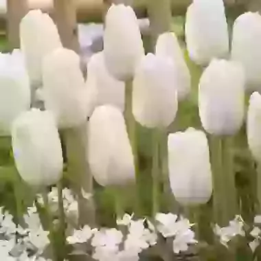 White Proud